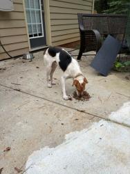 Found/Stray Male Dog last seen Earlysville Forest, Earlysville, VA 22936