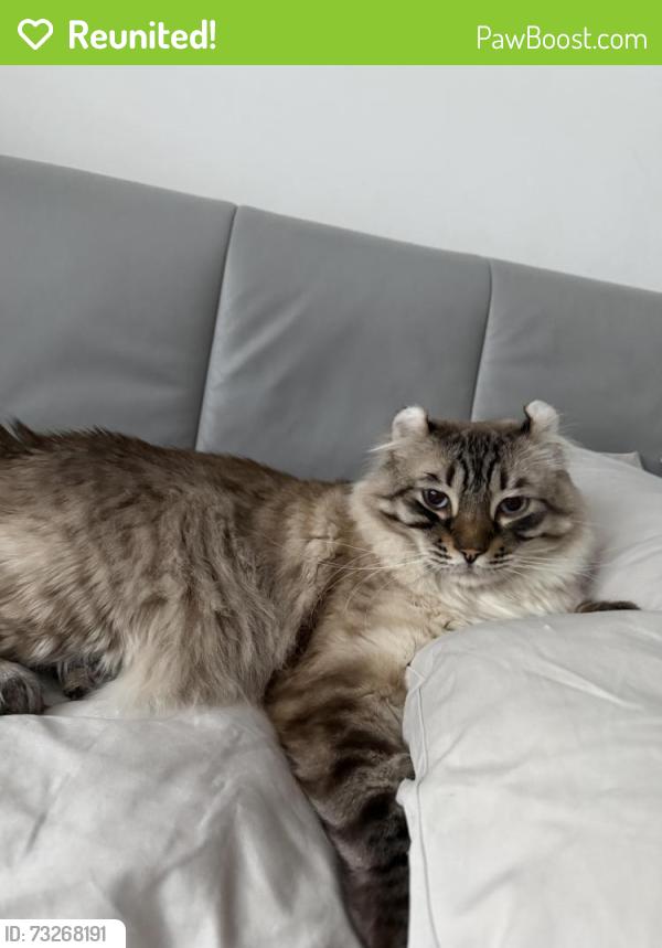 Reunited Male Cat last seen Hampstead corner queen mary and finchley, Hampstead, QC H3X 1W4