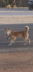 Found/Stray Unknown Dog last seen Paradise rd and Ohio ave ,, Modesto, CA 95358