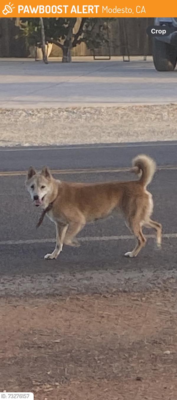 Found/Stray Unknown Dog last seen Paradise rd and Ohio ave ,, Modesto, CA 95358