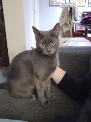Reunited Female Cat last seen Intersection of Holcomb Bridge and Nesbit Ferry, Alpharetta, GA 30022