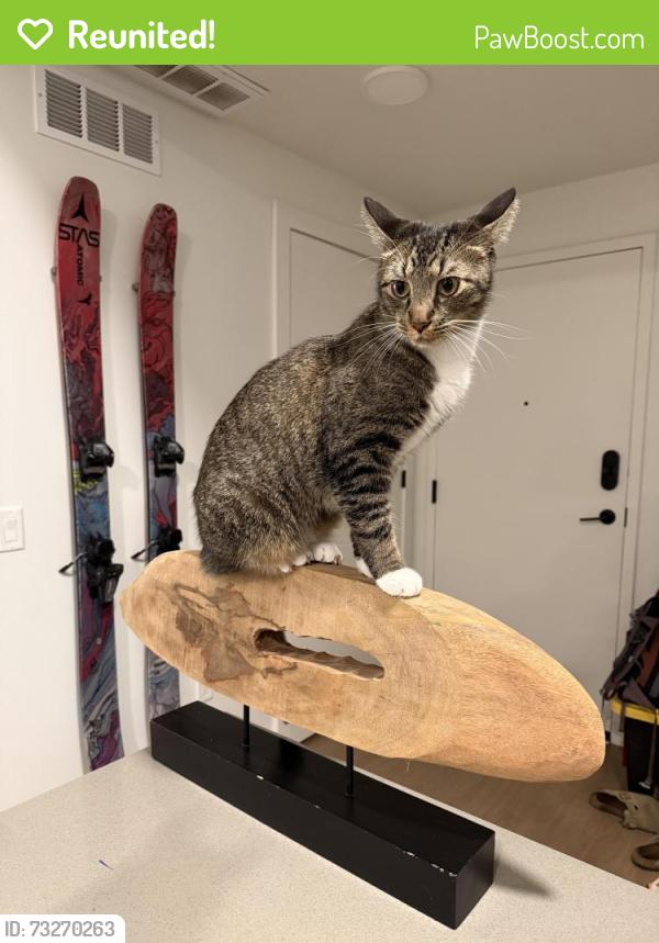 Reunited Male Cat last seen On Hunsicker Rd by the historic bridge, Lancaster, PA 17601