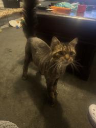 Reunited Male Cat last seen Near Houston St, Lindenhurst, NY 11757, USA, Lindenhurst, NY 11757