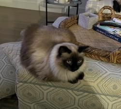 Lost Female Cat last seen Shoreline Drive and Buddle Bay Lane, Lexington NC, Davidson County, NC 27292