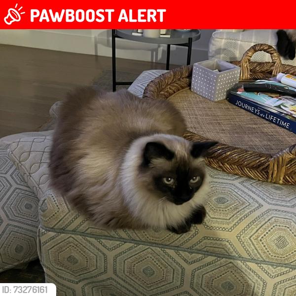 Lost Female Cat last seen Shoreline Drive and Buddle Bay Lane, Lexington NC, Davidson County, NC 27292