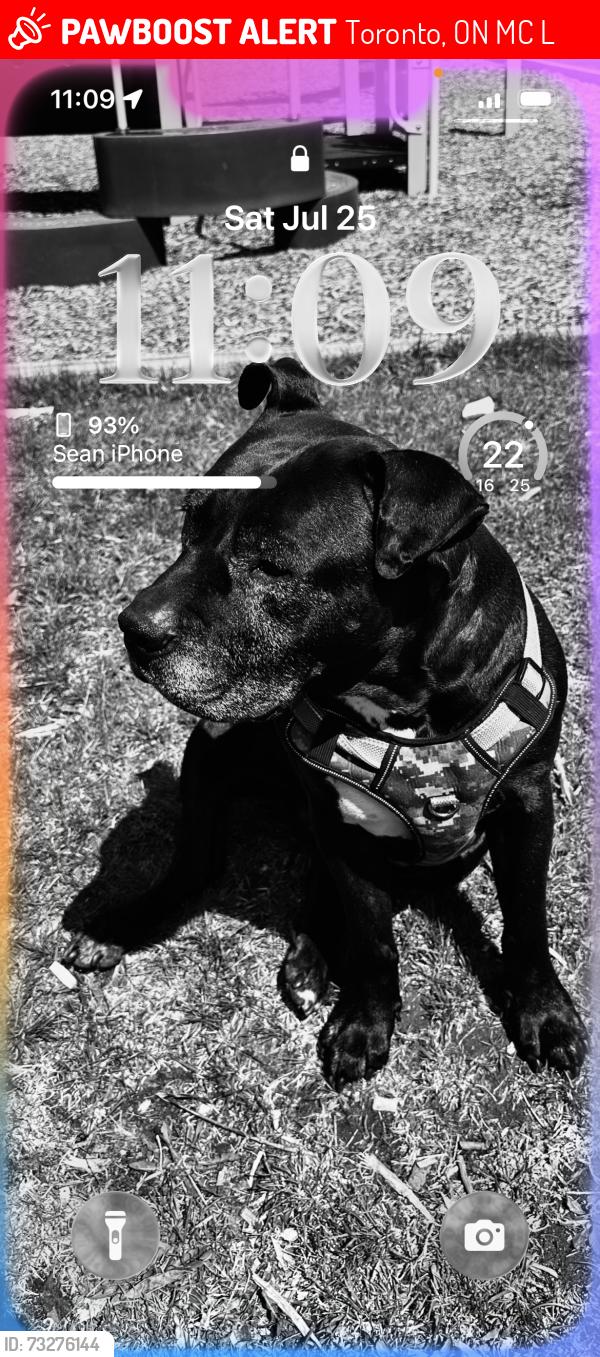 Lost Male Dog last seen Progress and Markham, Toronto, ON M4C 1L5