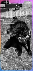 Lost Male Dog last seen Progress and Markham, Toronto, ON M4C 1L5