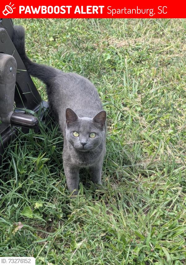 Lost Female Cat last seen Dollar general and w blackstoke rd, Spartanburg, SC 29301