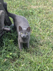 Lost Female Cat last seen Dollar general and w blackstoke rd, Spartanburg, SC 29301