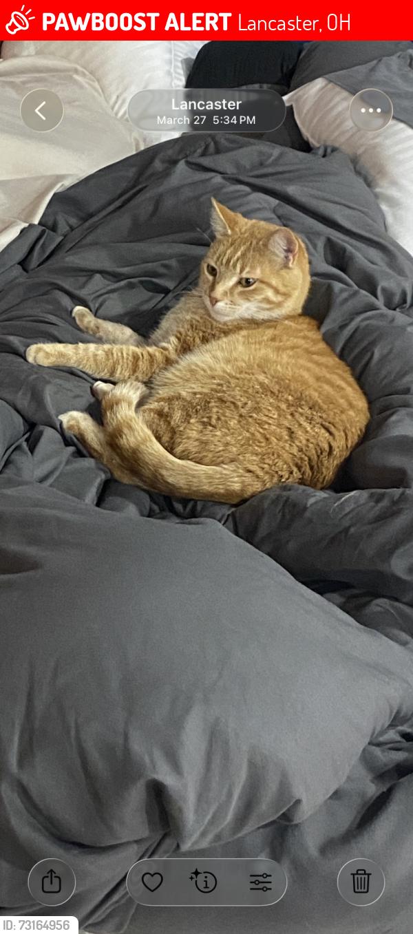 Lost Male Cat last seen Lancaster, OH, Lancaster, OH 43130