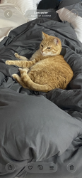 Lost Male Cat last seen Lancaster, OH, Lancaster, OH 43130