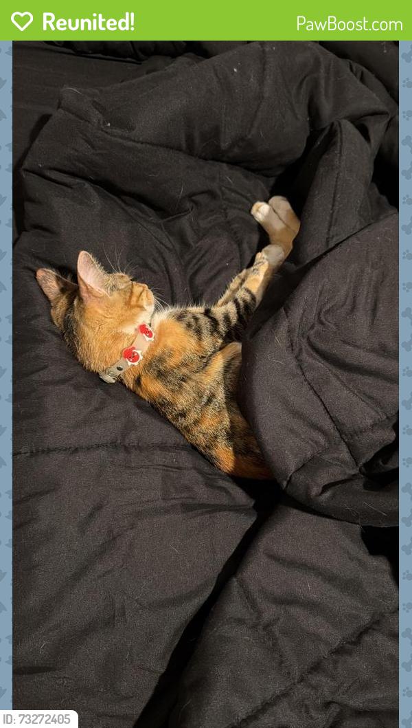 Reunited Female Cat last seen Sleepy willow st Katy Texas, Katy, TX 77449