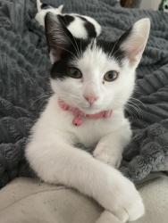 Lost Female Cat last seen s in converse heights, Spartanburg, SC 29302