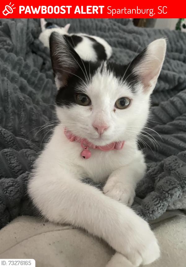 Lost Female Cat last seen s in converse heights, Spartanburg, SC 29302
