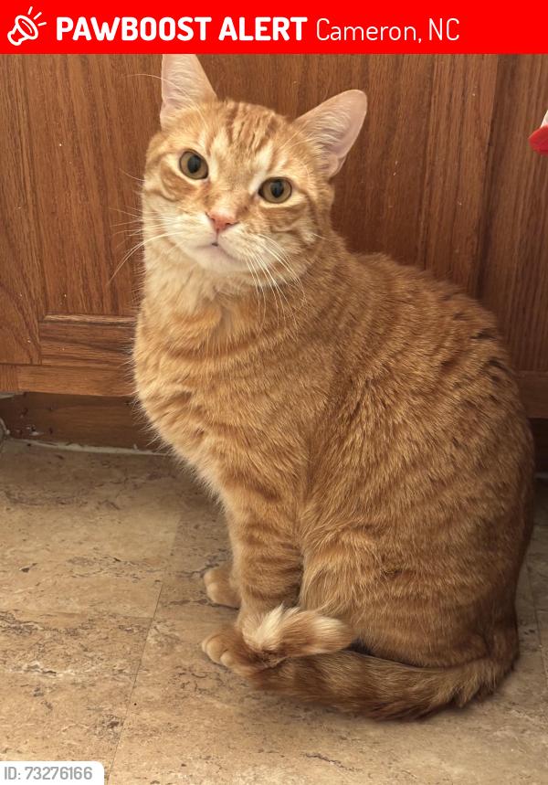 Lost Male Cat last seen Seahawk avenue, Cameron, NC 28326