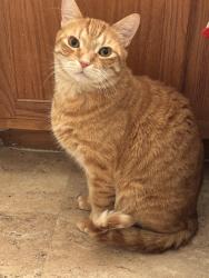 Lost Male Cat last seen Seahawk avenue, Cameron, NC 28326