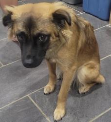 Reunited Female Dog last seen Summit Ave and Wilson Blvd, Hagerstown, MD 21740