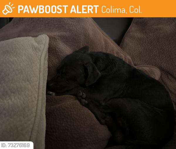 Found/Stray Male Dog last seen Farmington and Colima, Colima, Col. 