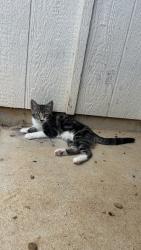Lost Female Cat last seen Near mock lane montgomery tx, Montgomery, TX 77356