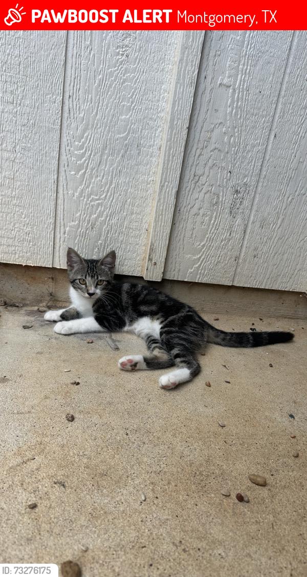 Lost Female Cat last seen Near mock lane montgomery tx, Montgomery, TX 77356
