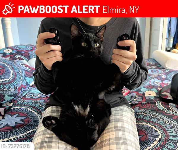 Lost Male Cat last seen Anderson Hall in Elmira College, Elmira, NY 14901