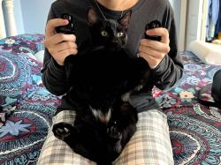 Lost Male Cat last seen Anderson Hall in Elmira College, Elmira, NY 14901