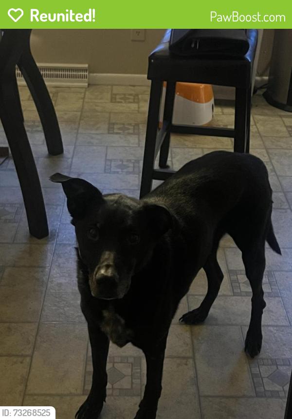 Reunited Male Dog last seen 88th and Quigley, Westminster, CO 80031