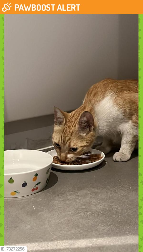 Found/Stray Female Cat last seen Oldfield Road, Salford area, Greater Manchester, England 