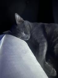 Reunited Male Cat last seen san gabriel elementary school, Santa Rita Ranch, TX 78628