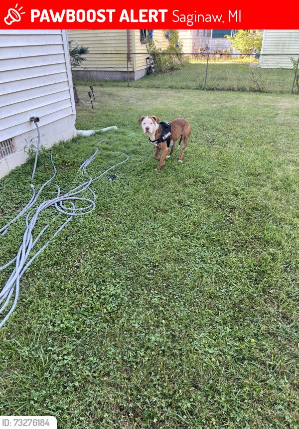 Lost Male Dog last seen 22nd street, Saginaw, MI 48601