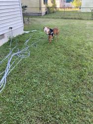Lost Male Dog last seen 22nd street, Saginaw, MI 48601