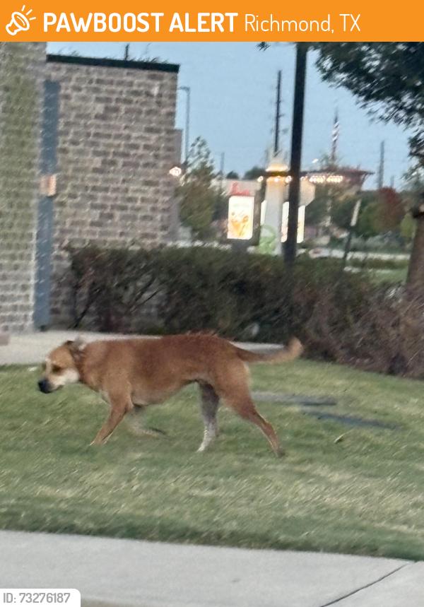 Found/Stray Male Dog last seen Harlem and West Belfort, Richmond, TX 77407