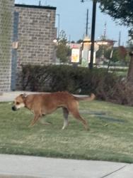Found/Stray Male Dog last seen Harlem and West Belfort, Richmond, TX 77407