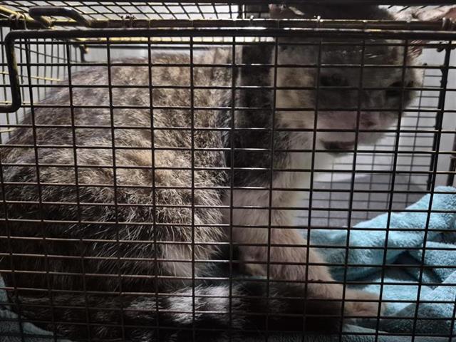 Shelter Stray Female Cat last seen Near BLOCK CINCINNATI, 4710 TX-151, San Antonio, TX 78227, USA
