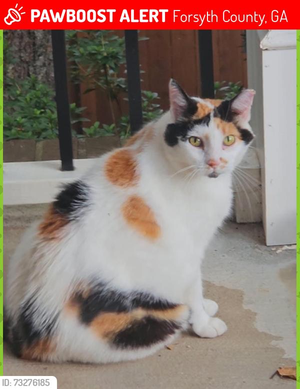 Lost Female Cat last seen In Longpointe Subdivision on Legend Run at our hse, Forsyth County, GA 30005