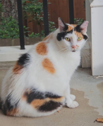 Lost Female Cat last seen In Longpointe Subdivision on Legend Run at our hse, Forsyth County, GA 30005