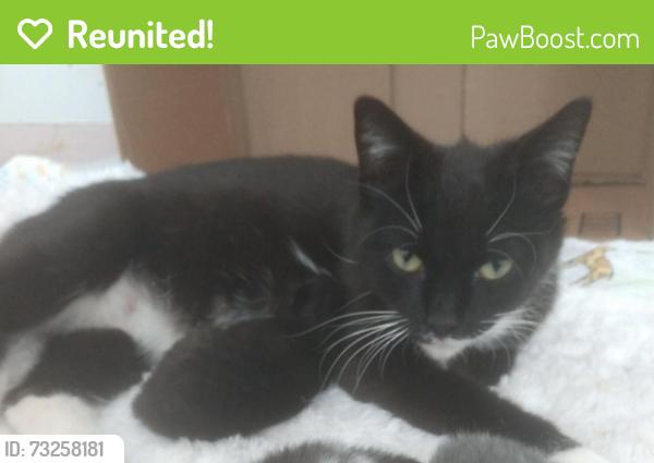 Reunited Female Cat last seen Piedmont Place, Woodbridge, VA 22193