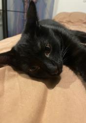 Lost Female Cat last seen Montague Road or Brookfield Road, Greater London, England N18 2TU