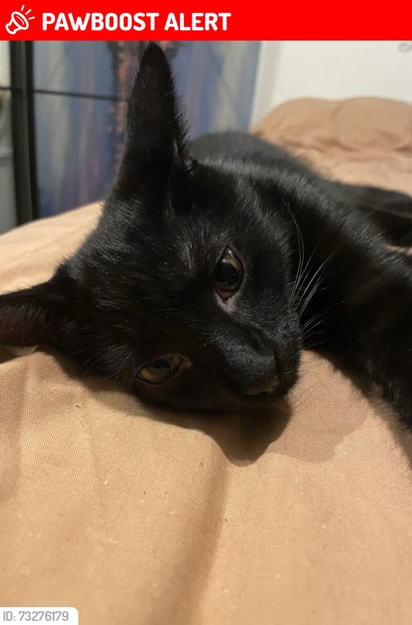 Lost Female Cat last seen Montague Road or Brookfield Road, Greater London, England N18 2TU