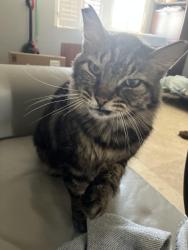 Reunited Male Cat last seen Cambridge Circle, Orlando, FL 32826
