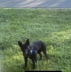 Found/Stray Unknown Dog last seen Long street behind kfc on north main high point nc, High Point, NC 27262