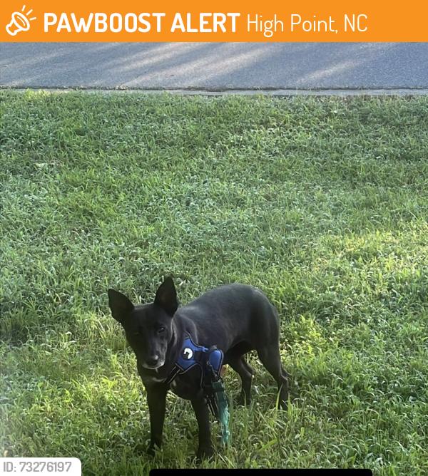 Found/Stray Unknown Dog last seen Long street behind kfc on north main high point nc, High Point, NC 27262