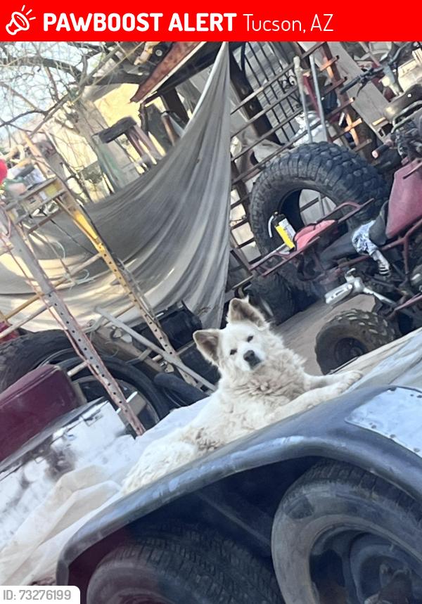 Lost Male Dog last seen Near e 32nd st, Tucson, AZ 85713