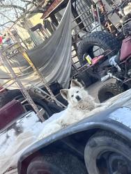 Lost Male Dog last seen Near e 32nd st, Tucson, AZ 85713