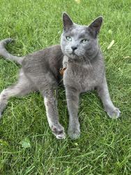 Lost Male Cat last seen Near Mount Blakiston Road West, Lethbridge Alberta, Lethbridge, AB T1K 6W1