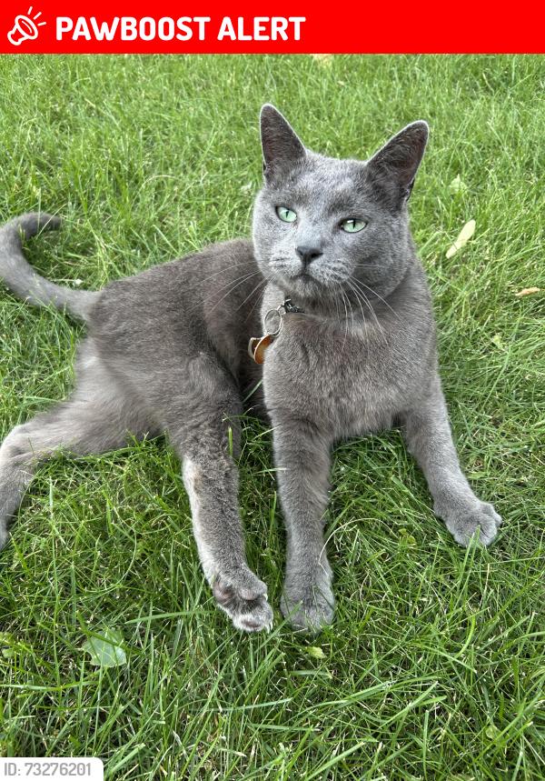 Lost Male Cat last seen Near Mount Blakiston Road West, Lethbridge Alberta, Lethbridge, AB T1K 6W1