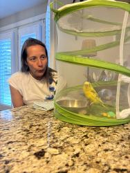 Found/Stray Unknown Bird last seen Near Bexley, Durham, Durham, NC 27707