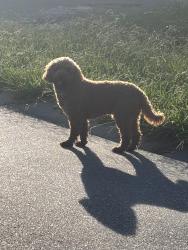 Found/Stray Male Dog last seen Barrington Drive, Charlotte, NC 28215