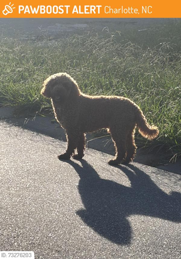 Found/Stray Male Dog last seen Barrington Drive, Charlotte, NC 28215