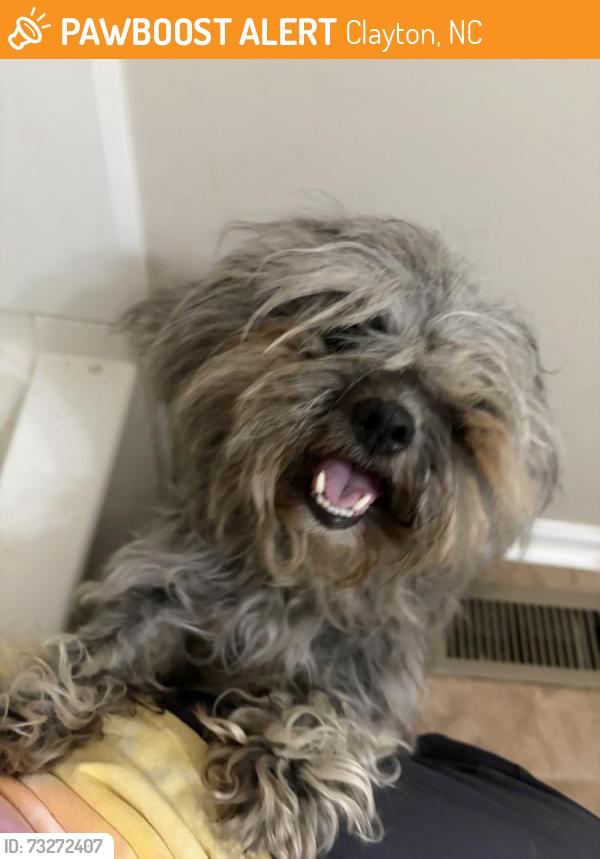 Found/Stray Female Dog last seen Falling Creek Court, Clayton, NC 27520